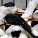 Russia reports world’s first case of human infection with H5N8 bird flu