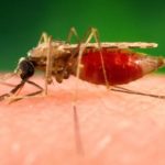 WHO certifies China malaria-free