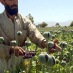 Profits and poppy: Afghanistan’s illegal drug trade a boon for Taliban