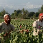 Opium Farming in Afghanistan Shrinks by 20pct in 2025: UN Survey